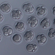 Embryos cultured to demonstrate whether those embryos can develop normally. This image shows good quality 8-cell stage embryos derived from the space sperm.